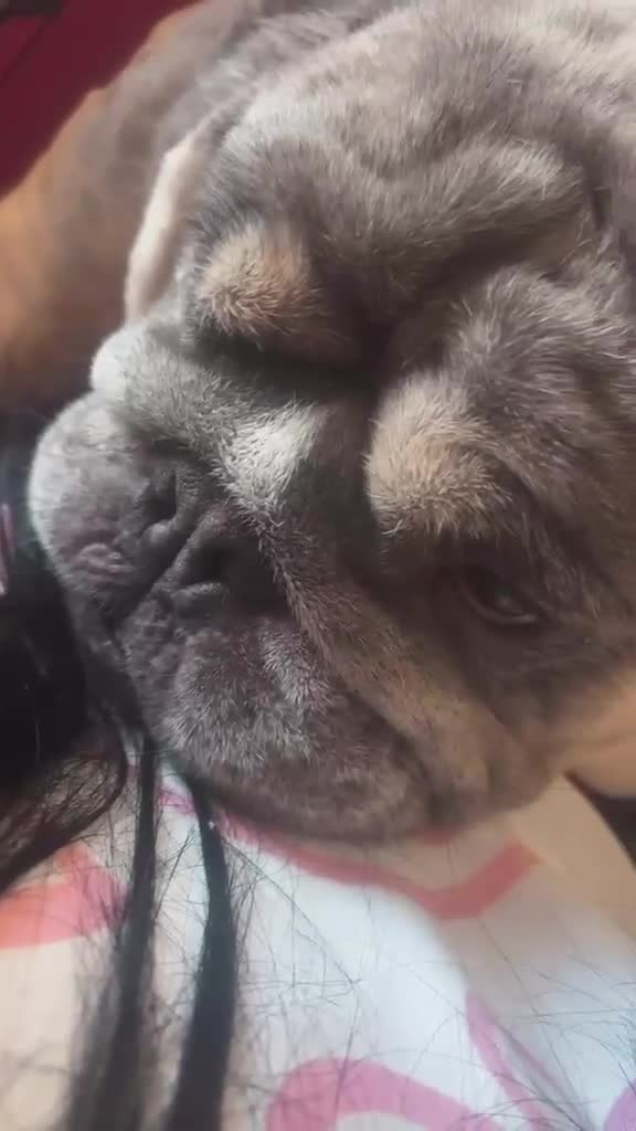 English Bulldog dogs for sale: 3 year old British bulldog  - Video 2