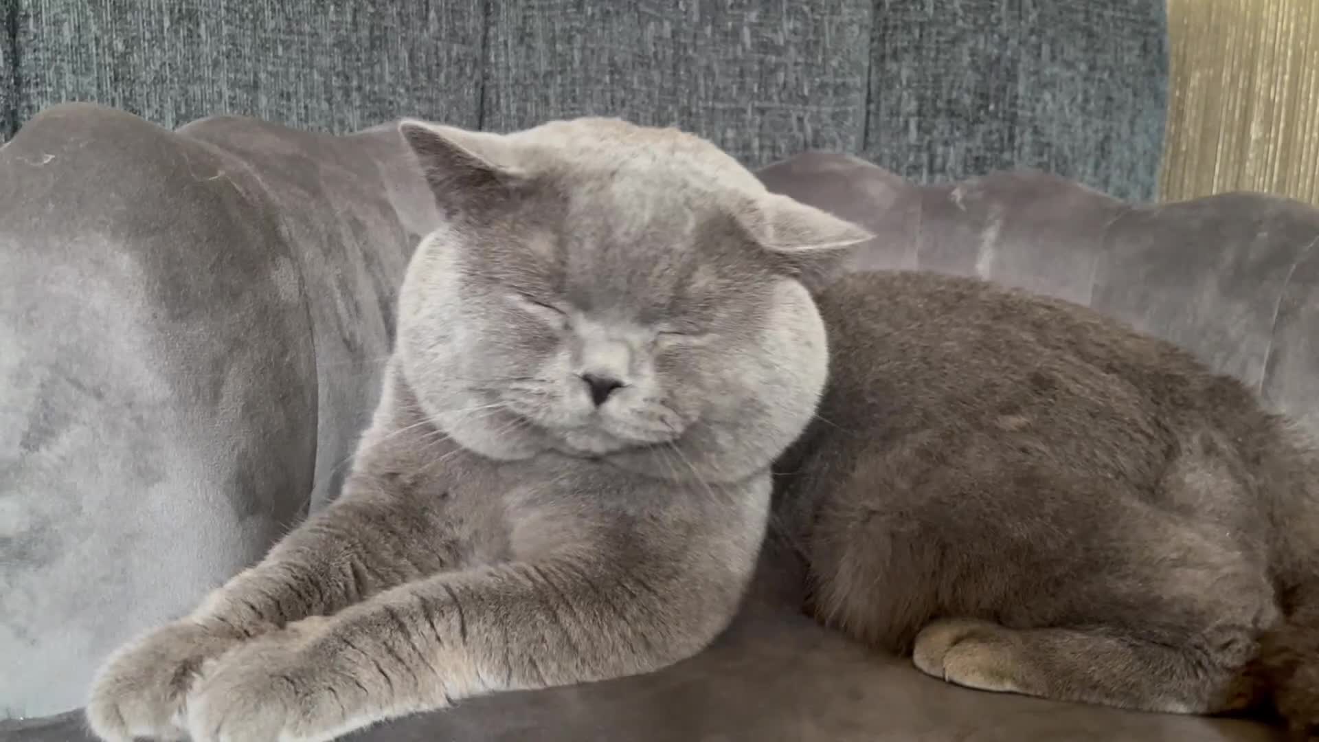 British Shorthair cats for sale: Our gorgeous boy  - Video 1
