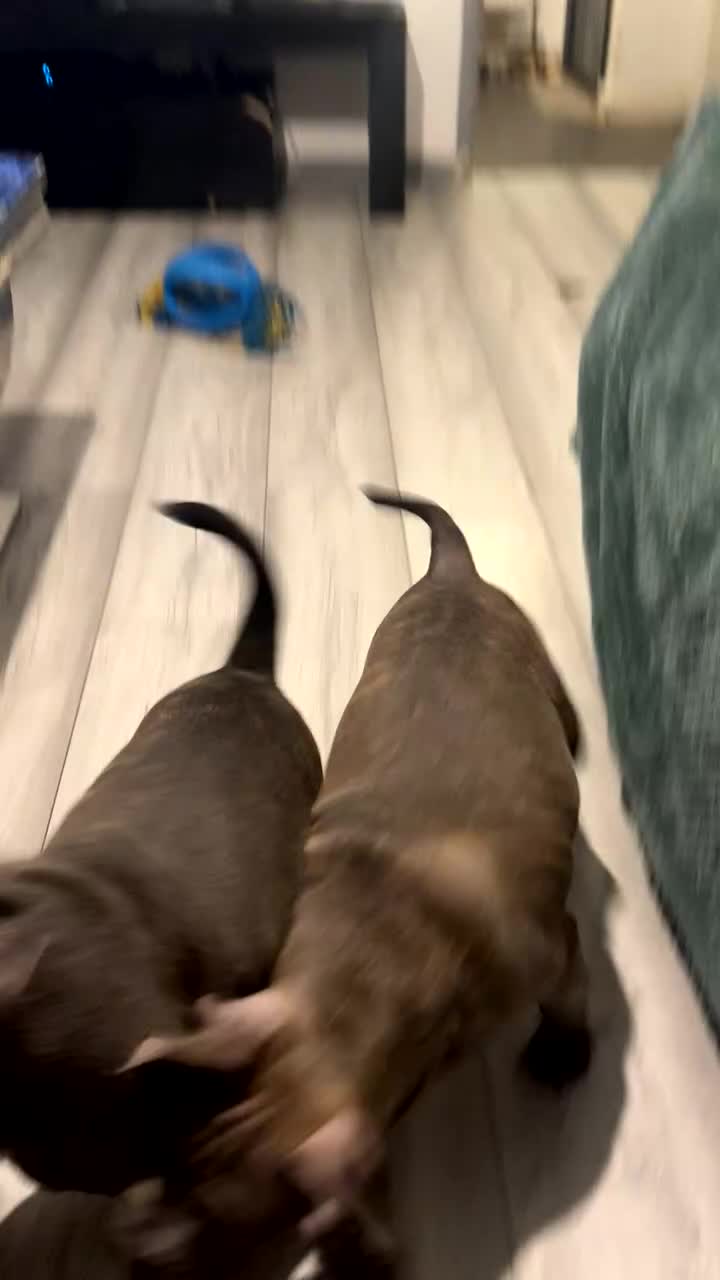 Mixed Breed dogs for sale: Frenchi x Pocket bully  - Video 2