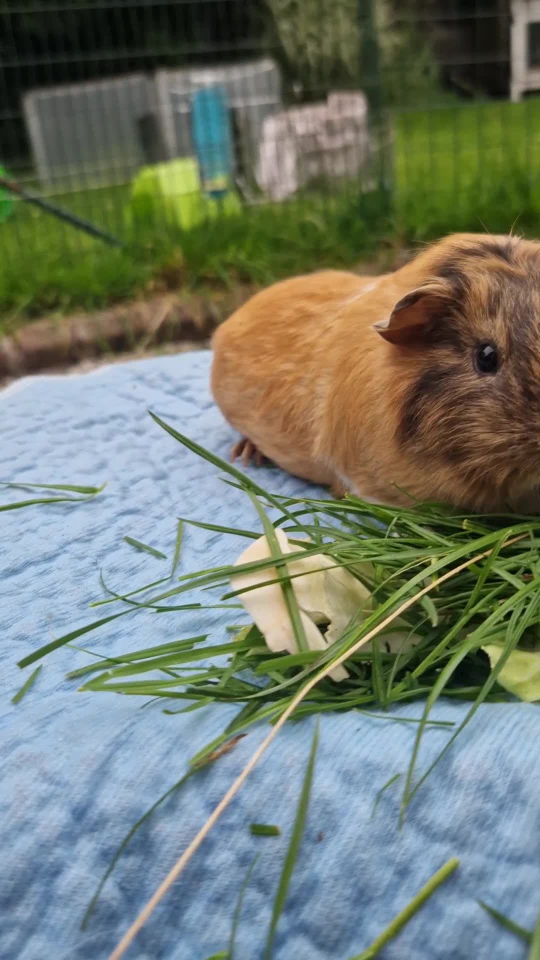 Guinea Pig rodents for sale: Beautiful smooth coat American breed - Video 1