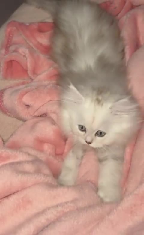 Persian cats for sale: Rare Persian Kittens in London🤍 - Video 1
