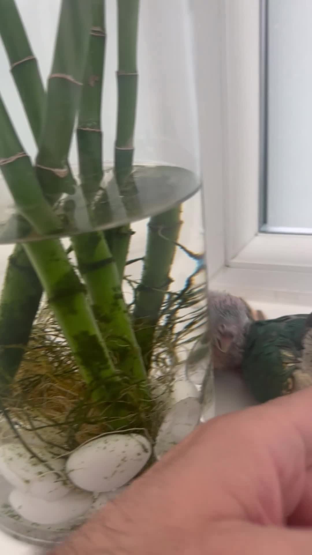 Conures birds for sale: Ready Now: Hand-Reared Baby Conures - Video 5