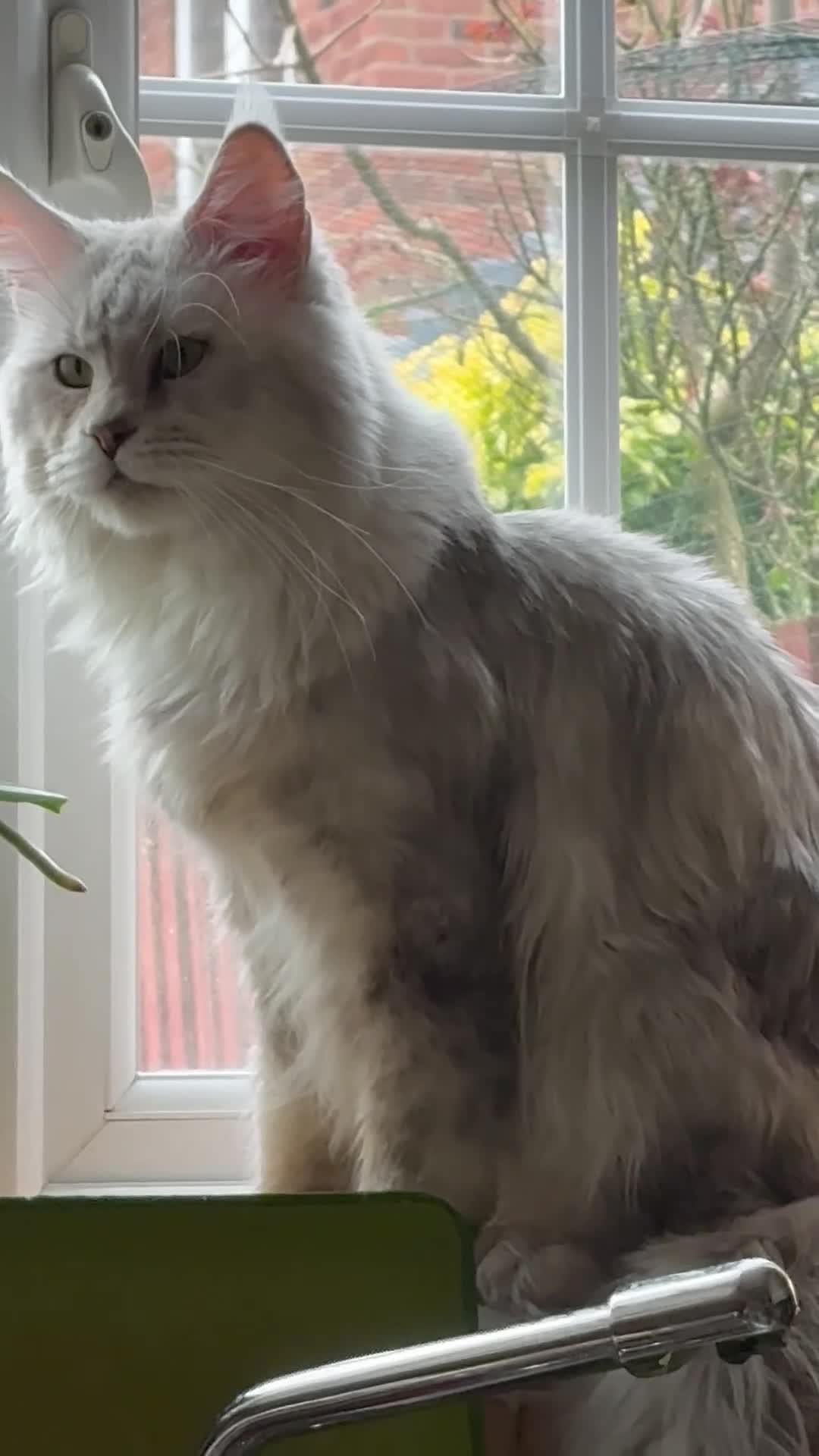 Maine Coon cats for stud: Beautiful Boy. in Boston - Video 1