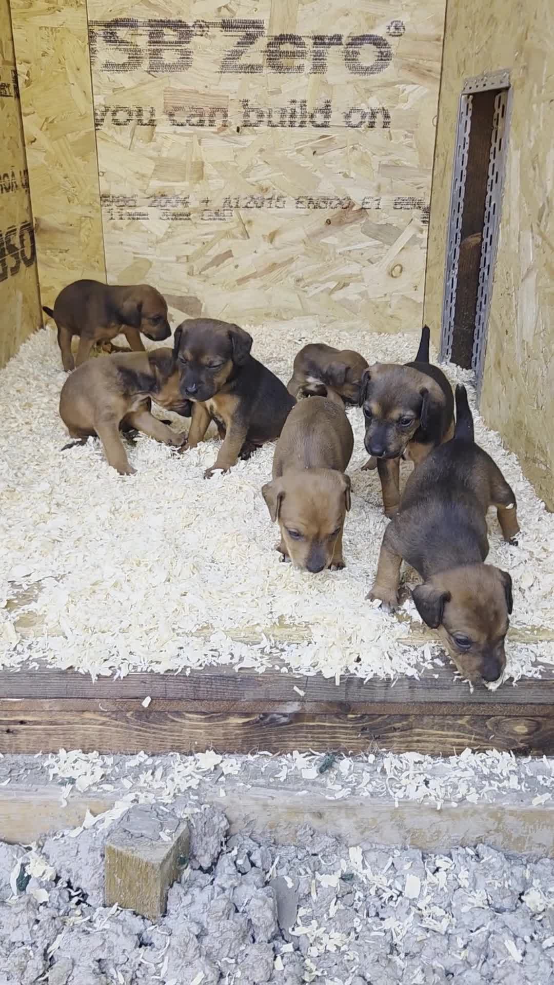 Mixed Breed dogs for sale: Jack Russell x lakeland  - Video 1