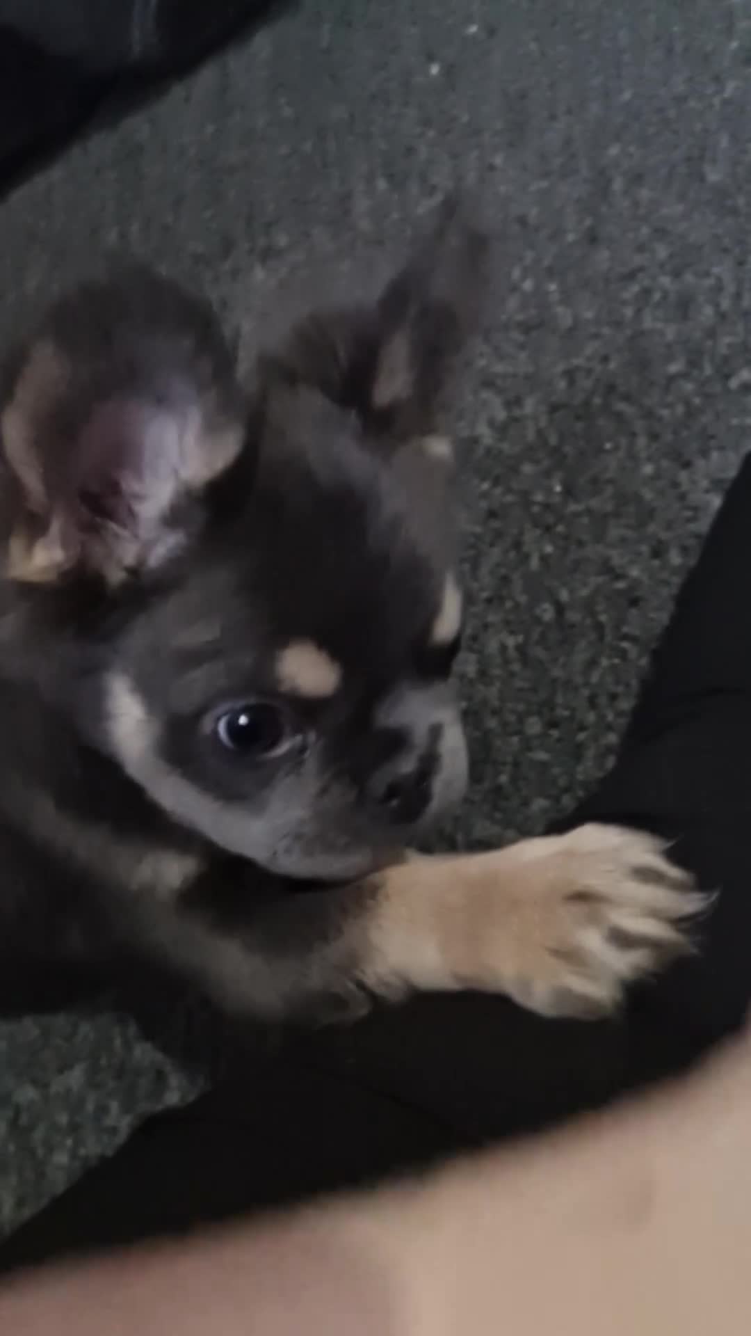 French Bulldog dogs for sale: KC Registered Fluffy French Bulldogs For Sale - Video 1