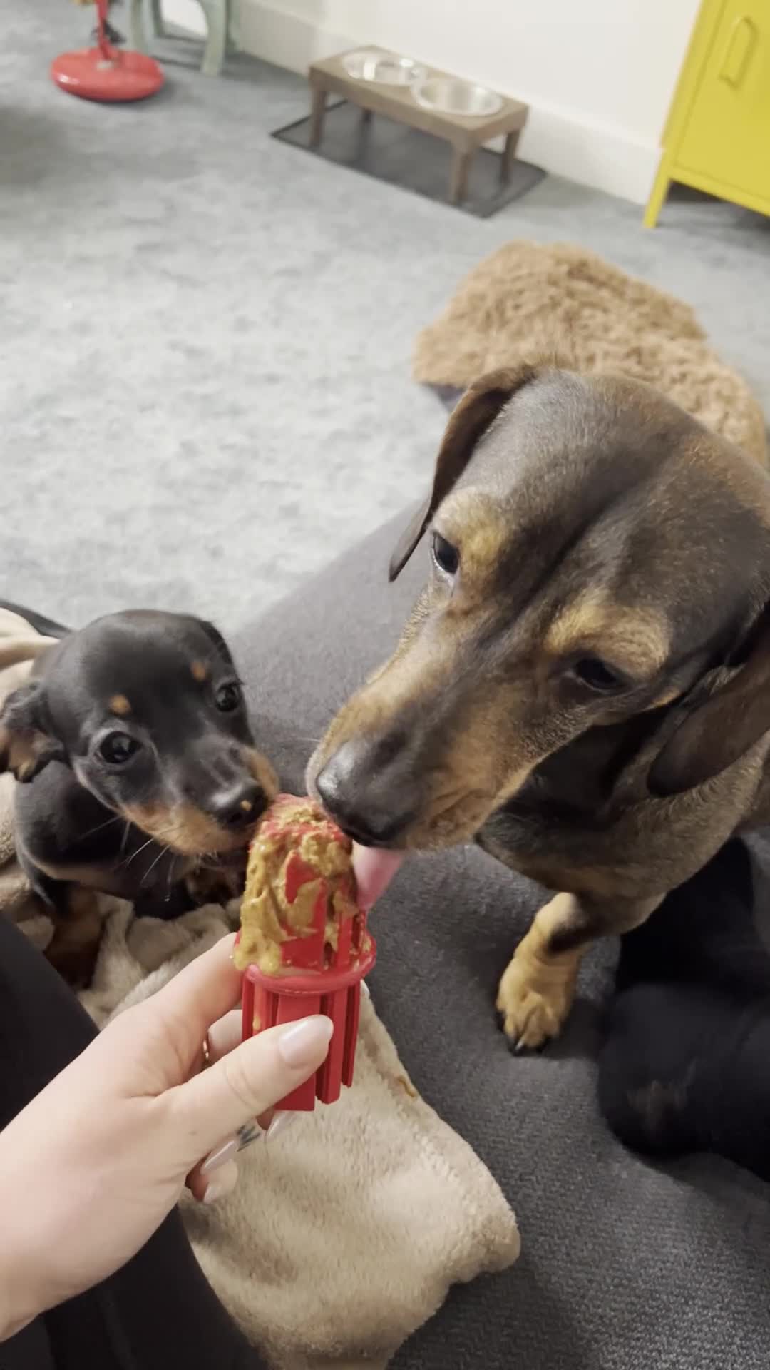 Miniature Dachshund dogs for stud: Picasso (Available for Stud) - Video 1