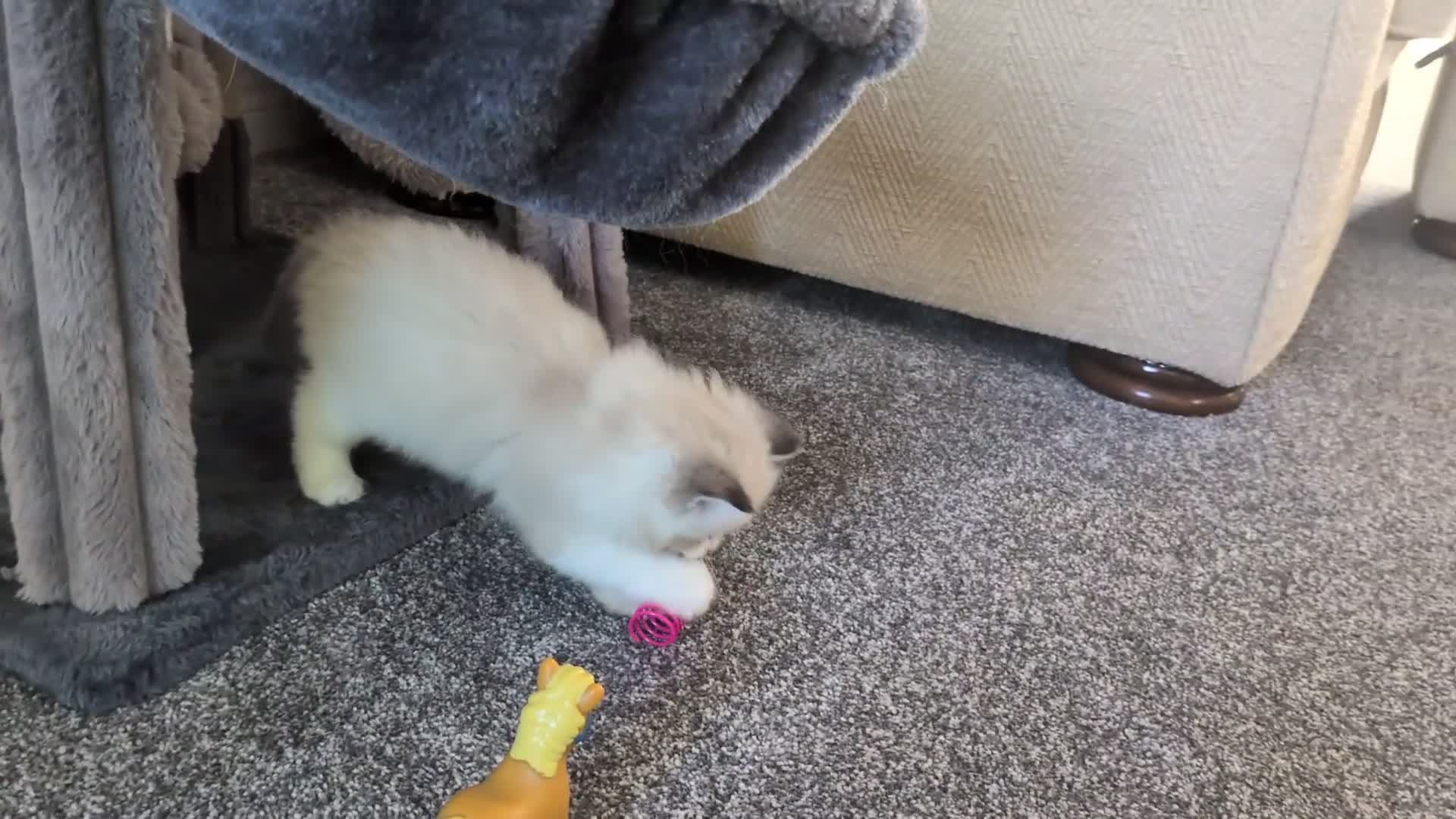 Ragdoll cats for sale: 🏆 GCCF Champion Ragdolls • Active Considered - Video 3