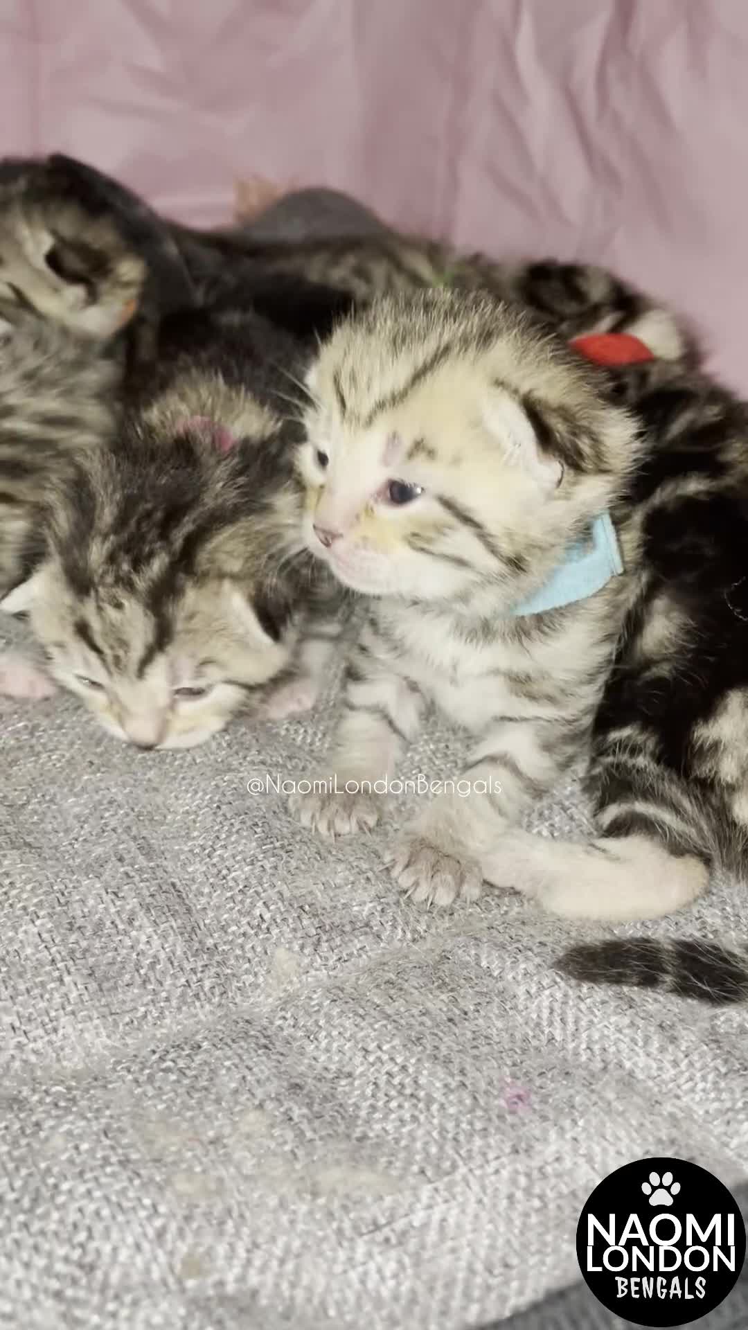 Bengal cats for sale: 🌈 BENGAL KITTENS FOR SALE! 🌈 🩷❤️🧡💛💚🩵 - Video 1