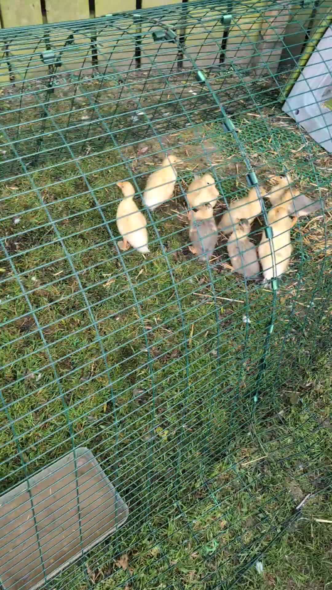 Ducks poultry for sale: Call ducklings  - Video 1
