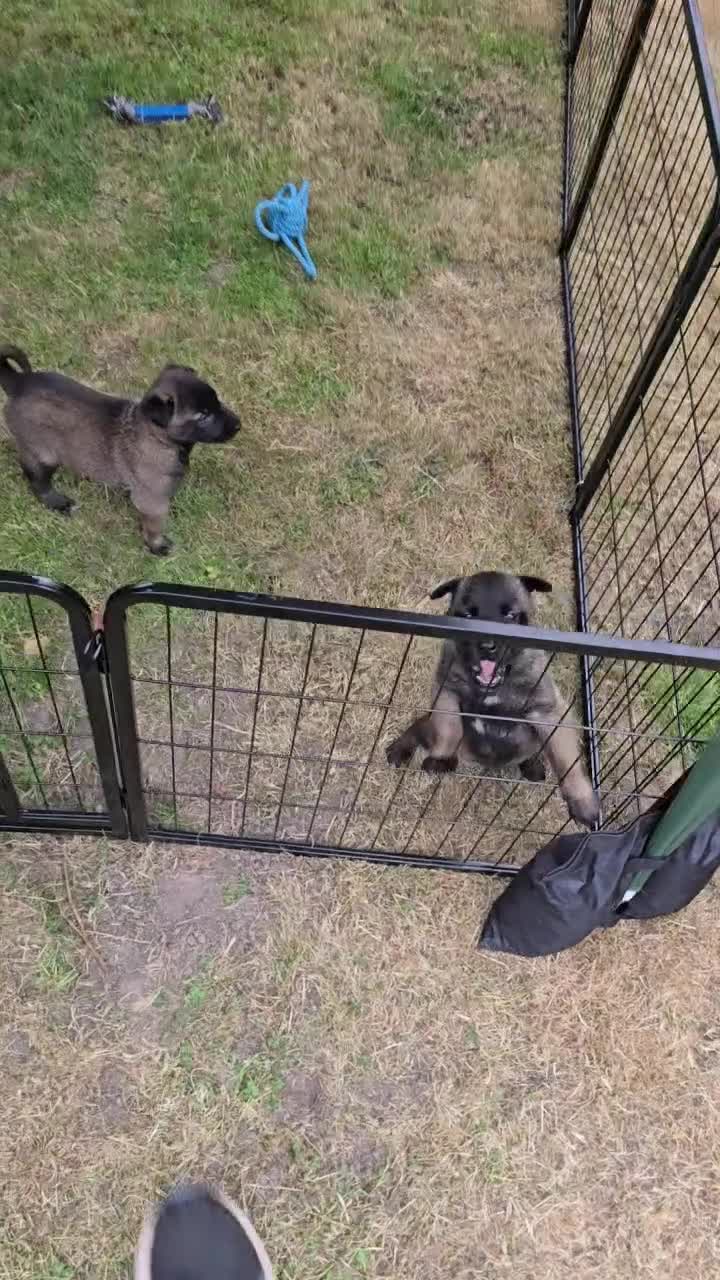 Belgian Shepherd Dog dogs for sale: Malinois KNPV Line Puppies — Police Sire - Video 1