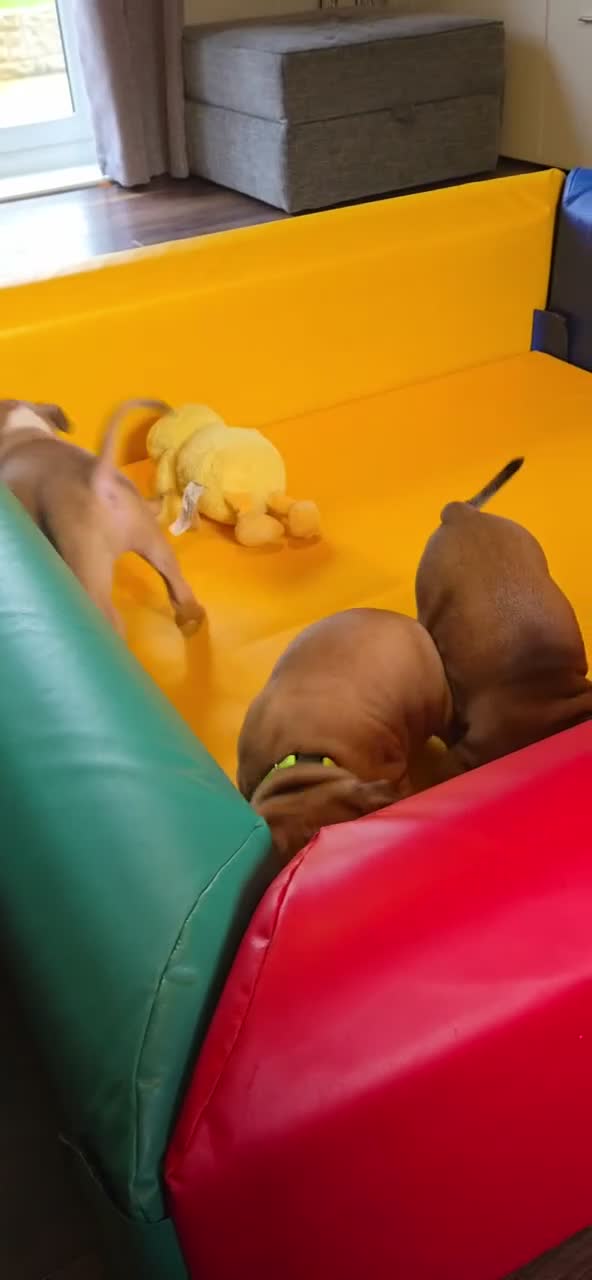 Staffordshire Bull Terrier dogs for sale: Red Staffordshire bull terrier pups in Immingham - Video 1