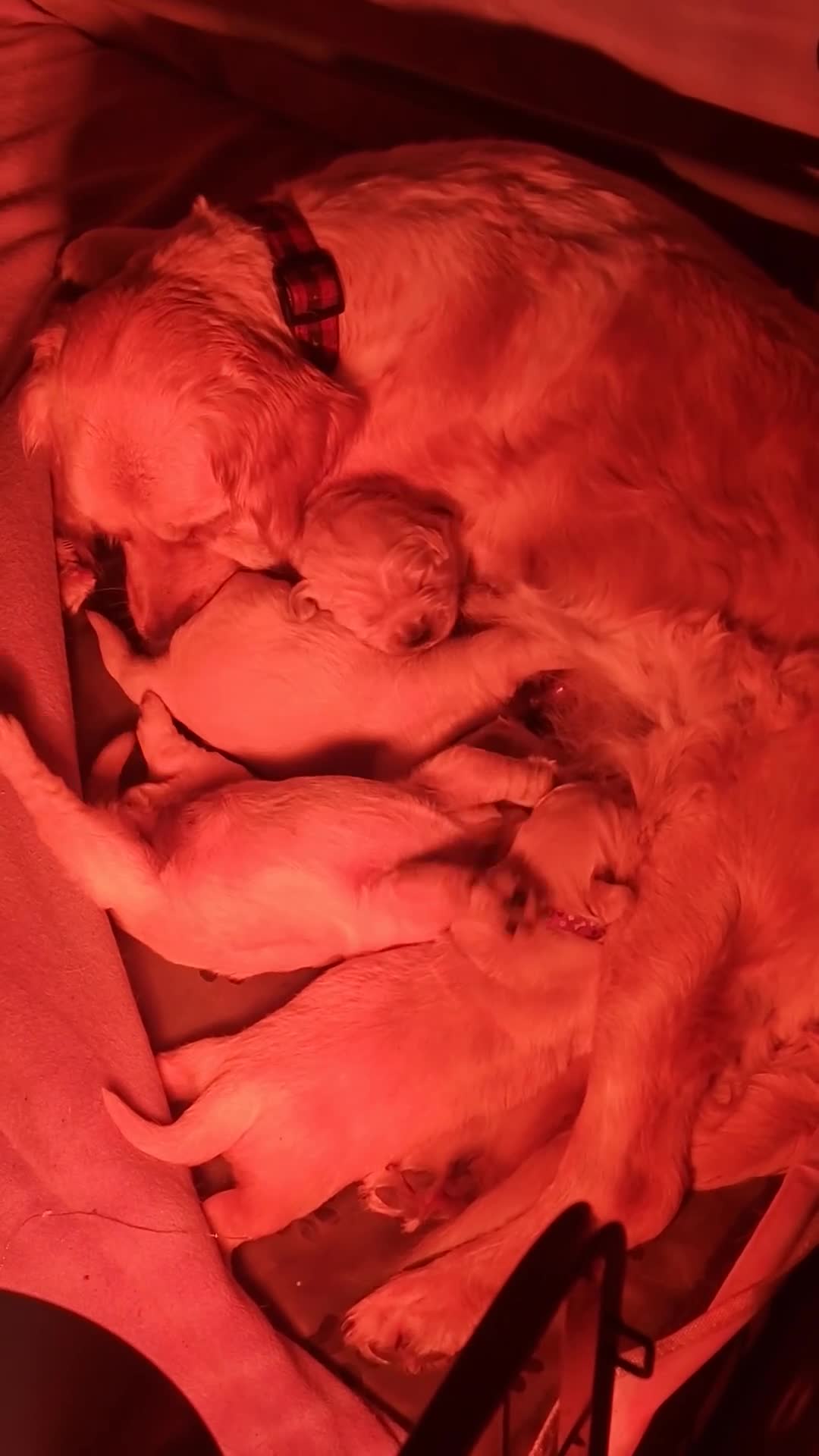 Golden Retriever dogs for sale: KC ADDORABLE CUTE GOLDEN RETRIEVER PUPPIES - Video 1