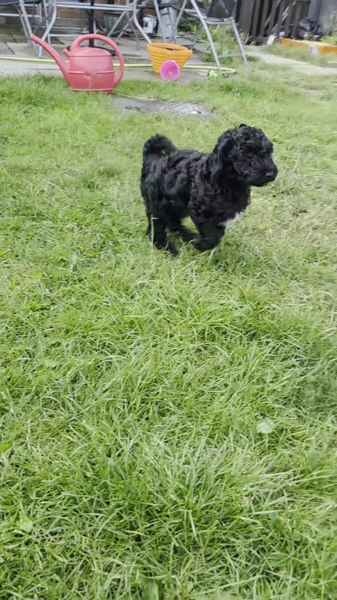 Miniature Poodle dogs for sale: *Reduced now £1000 - Last girl* - Video 3