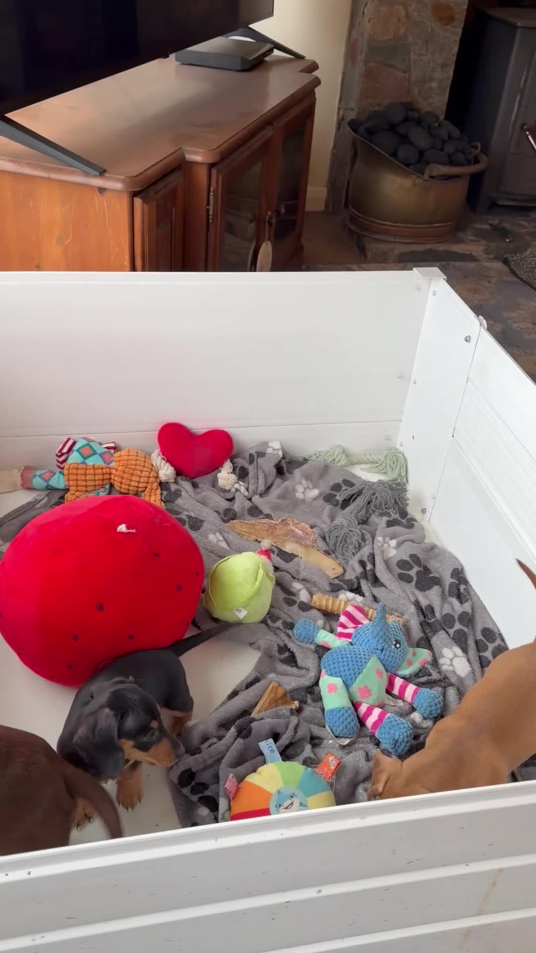 Miniature Dachshund dogs for sale: Beautiful Minature smooth haired dachshund puppies - Video 1