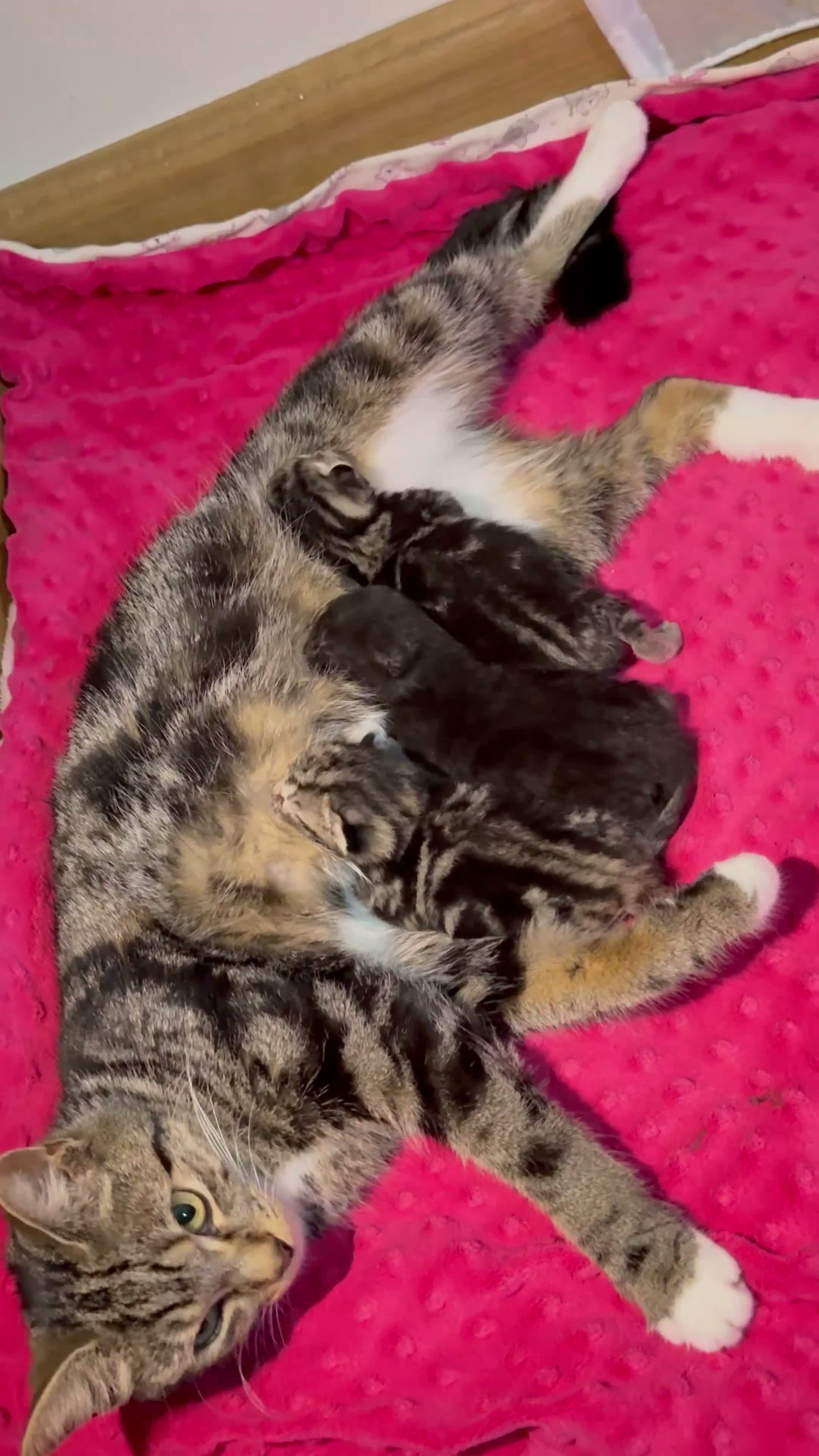 Mixed Breed cats for sale: Adorable Kittens Looking for Loving Homes!  - Video 1