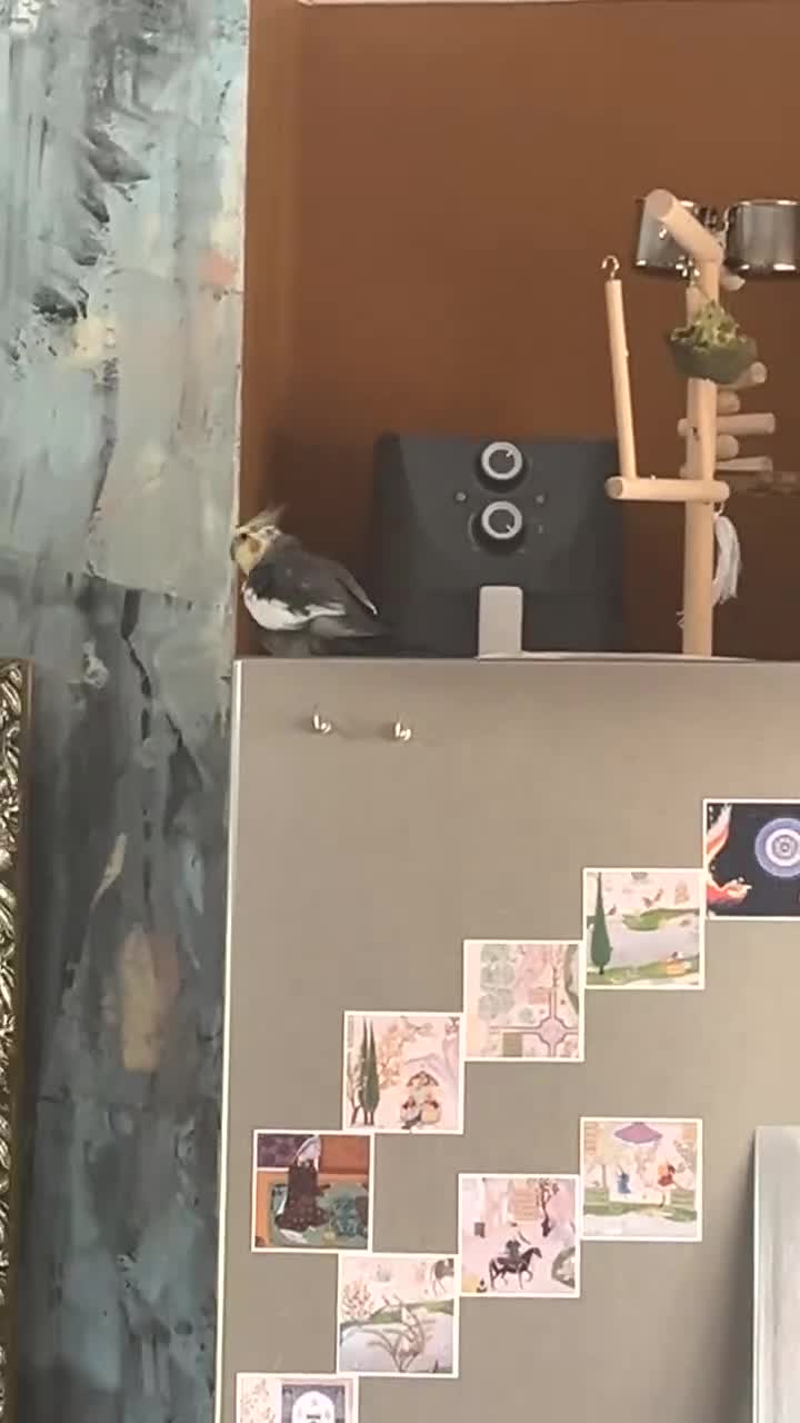 Cockatiels birds for sale: Gorgeous little Cockatiel in London - Video 1