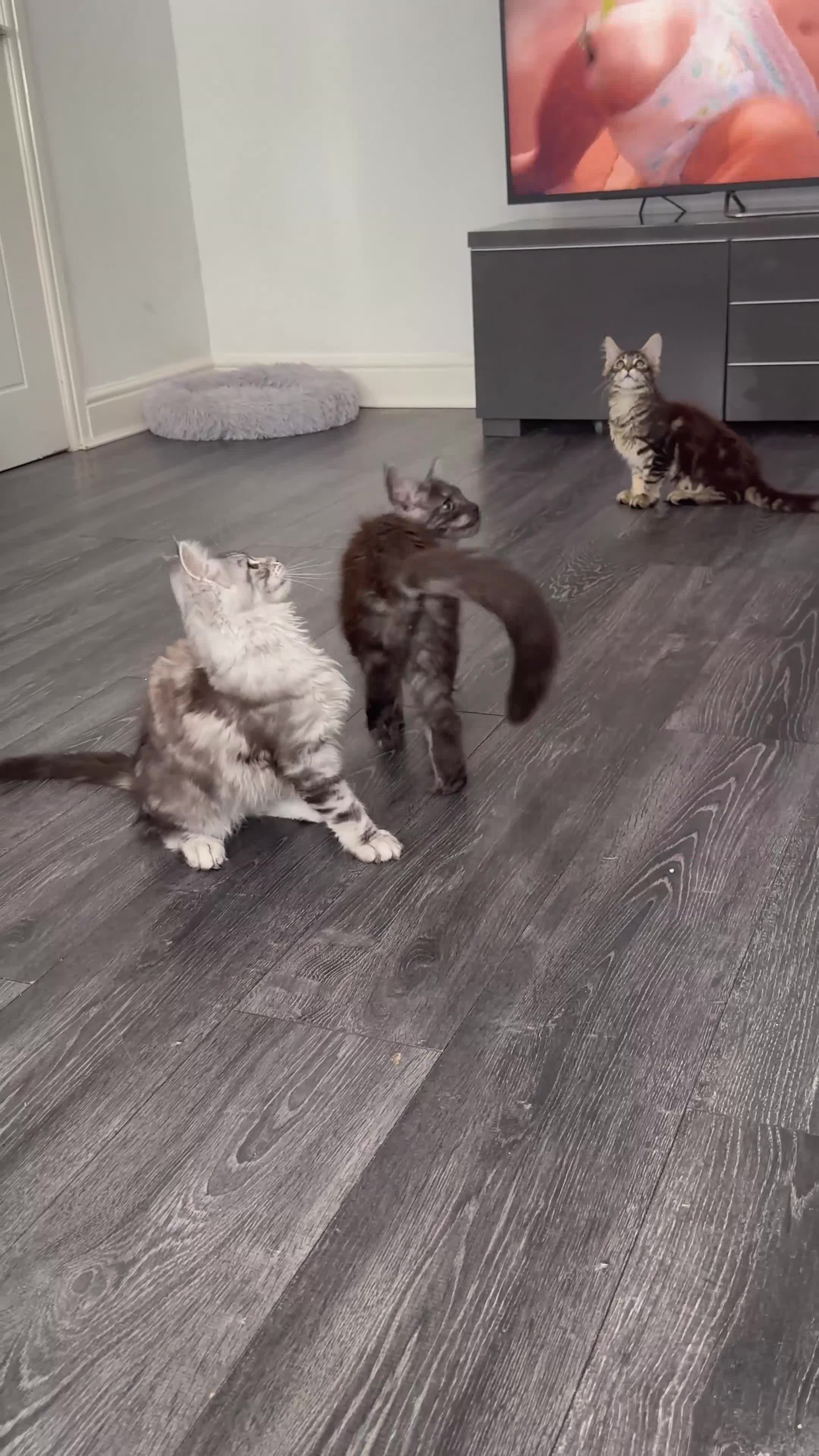 Maine Coon cats for sale: XXL Maine Coons Kittens Champion Sired  - Video 2