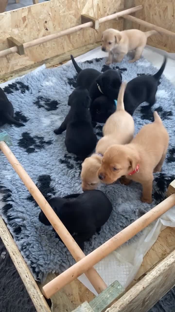 Labrador Retriever dogs for sale: Gamekeeper bred Working kc reg Labrador pups  in Doncaster - Video 1
