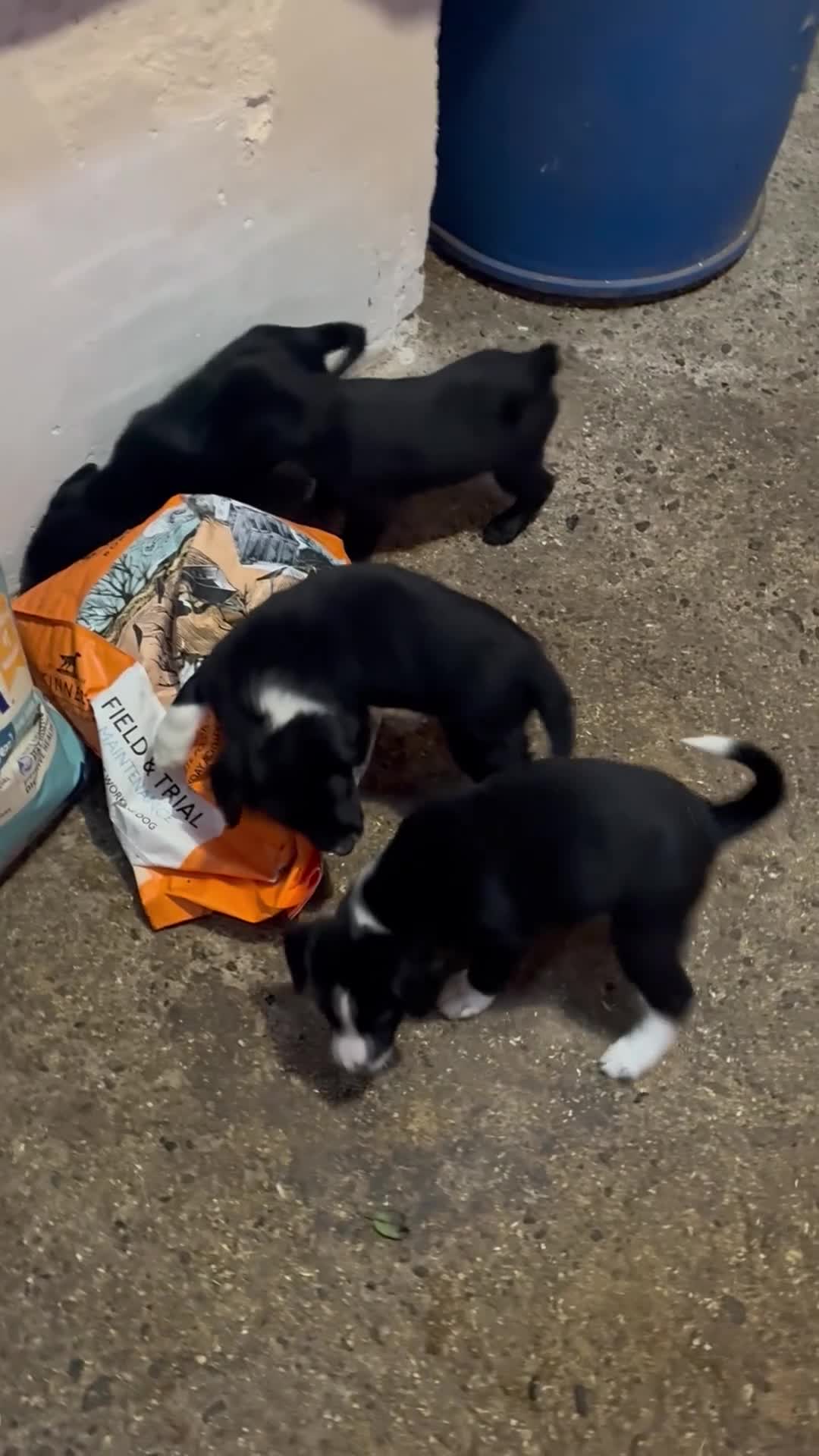 Sprollie dogs for sale: Sprollie pups - Video 2