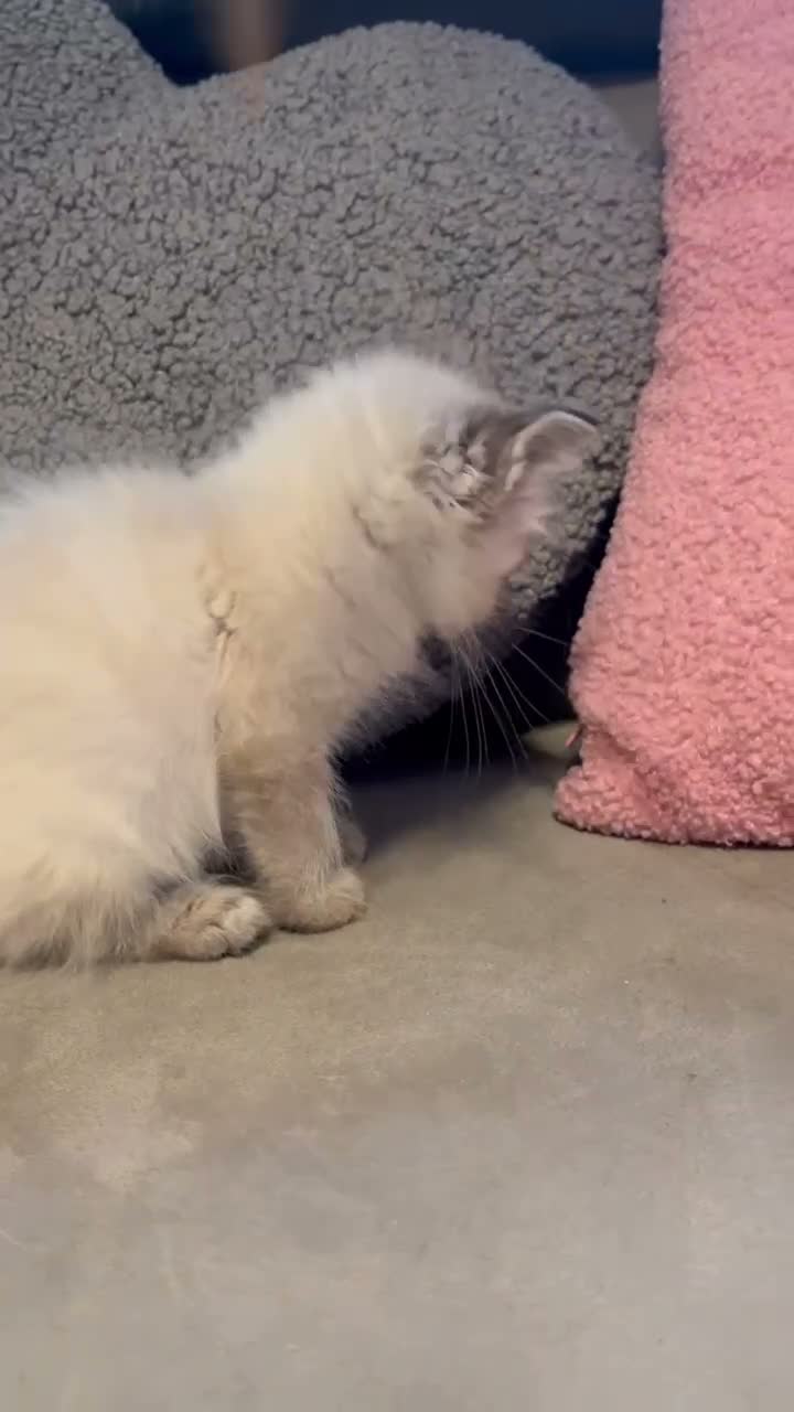 Ragdoll cats for sale: Ragdoll  - Video 2