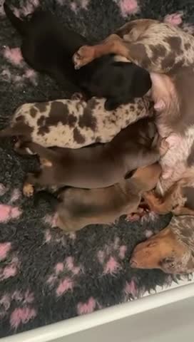 Miniature Dachshund dogs for stud: Proven Shaded red miniature dachshund stud in Pontypool - Video 1