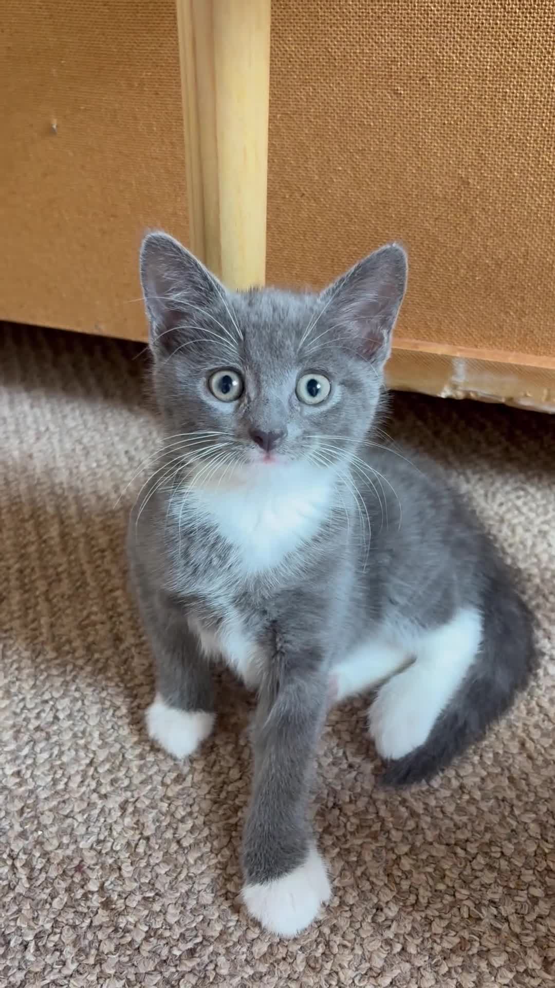Mixed Breed cats for sale: Gorgeous silve grey kitten - Video 1
