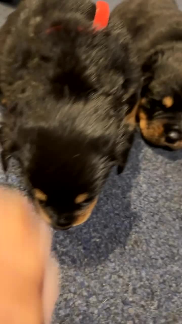 Rottweiler dogs for sale: Gorgeous Rottweiler puppies - Video 1