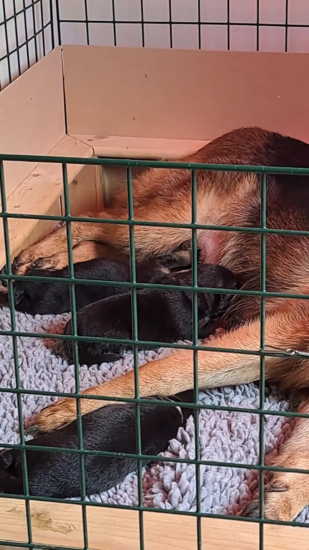 German Shepherd dogs for sale: Beautiful Chunky German Shepherd Puppies  - Video 1