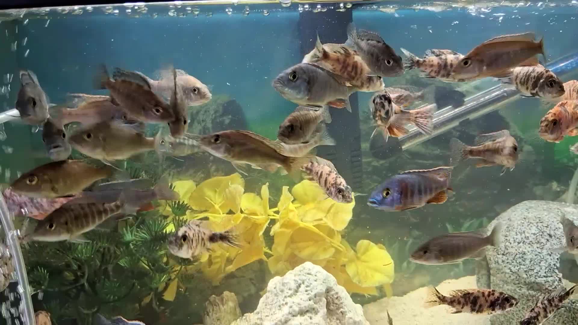 Cichlids fish for sale: Tropical fish - Video 1