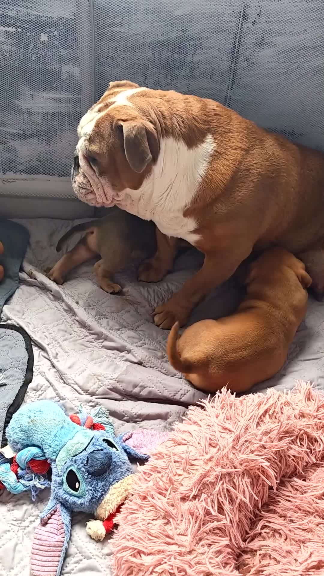 Mixed Breed dogs for sale: English bulldog x standard American bully  - Video 1