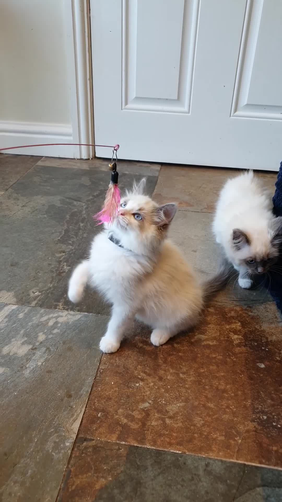 Ragdoll cats for sale: 💖Very Beautiful GCCF Registered Ragdoll Kittens. - Video 1