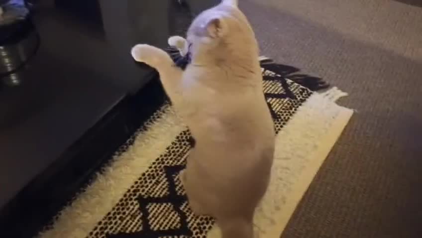 British Shorthair cats for sale: championship bloodline BSH Tica Active Registered  - Video 1