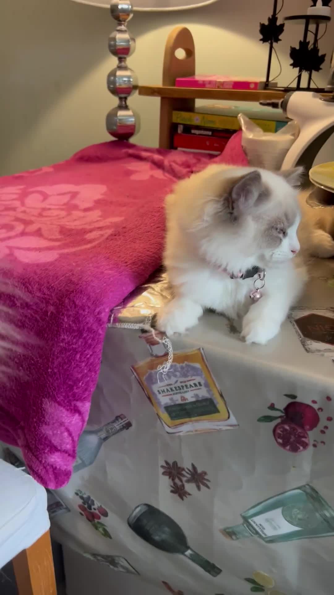 Ragdoll cats for sale: Blue mitted and bicolour ragdolls - Video 2