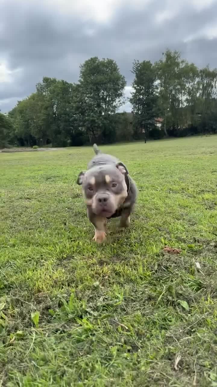 American Bully dogs for stud: Hulk micro bully for stud  - Video 1