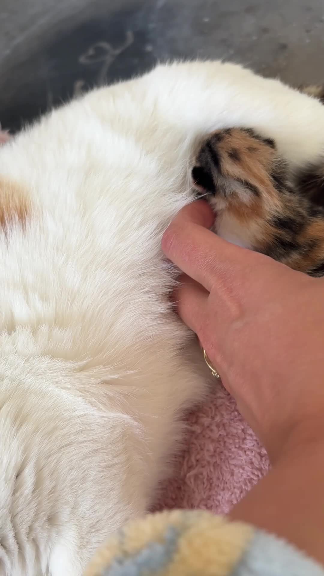 Domestic Shorthair cats for sale: Female baby kitten  in Alloa - Video 2