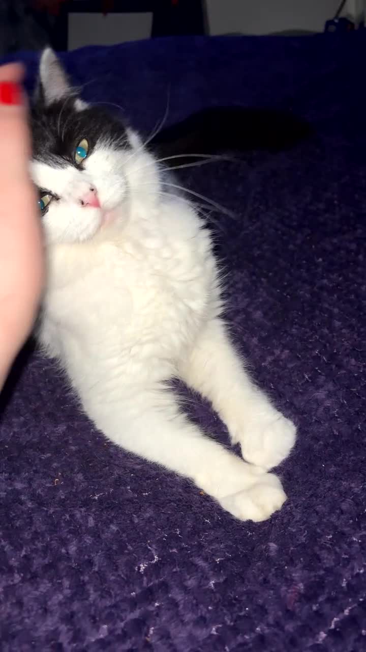 Domestic Shorthair cats for sale: Rescue cats- 60 in total, kittens/ adults🧡🙏 - Video 1