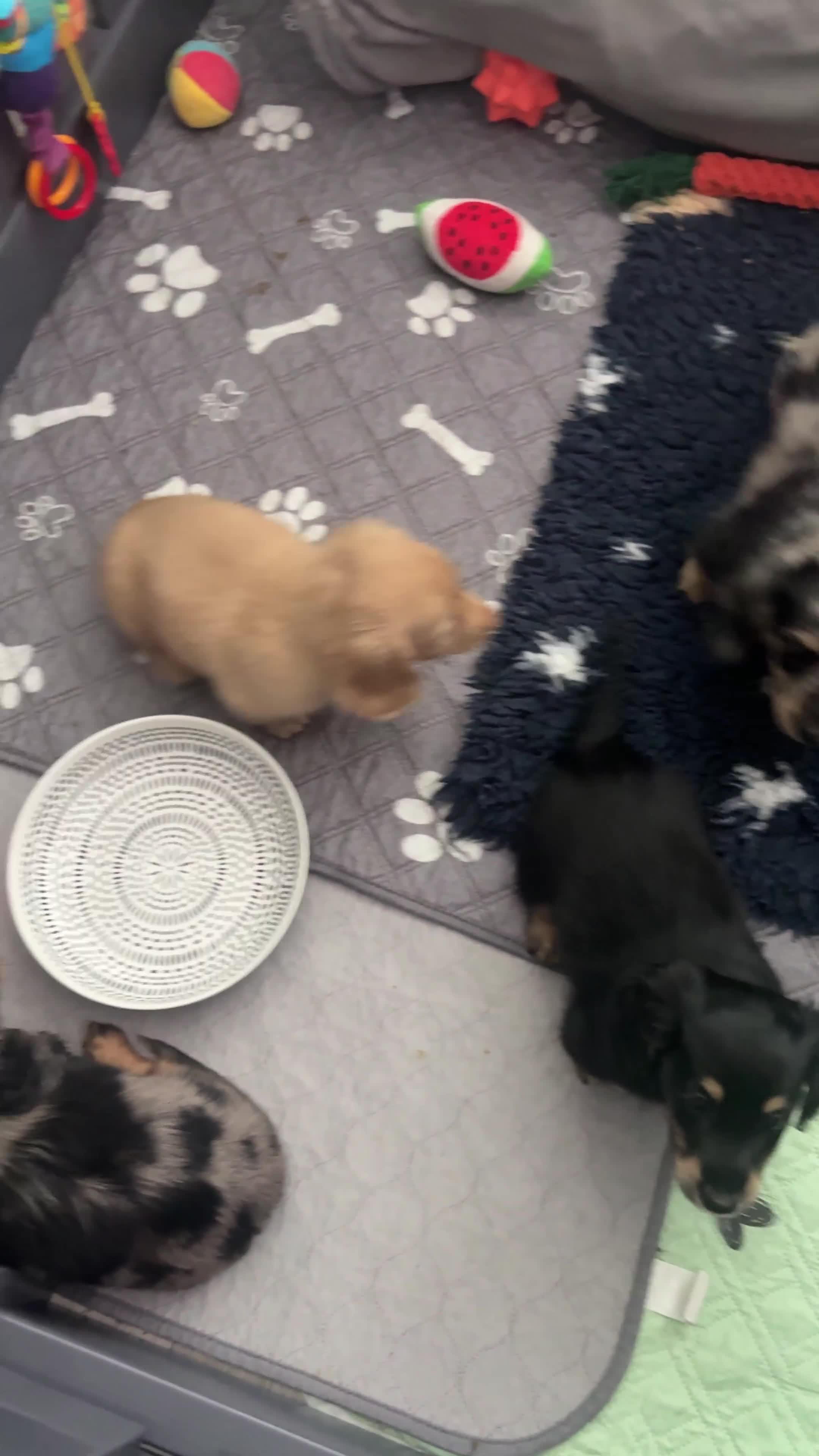 Miniature Dachshund dogs for stud: PROVEN SILVER DAPPLE & CREAM STUD🖤 - Video 1