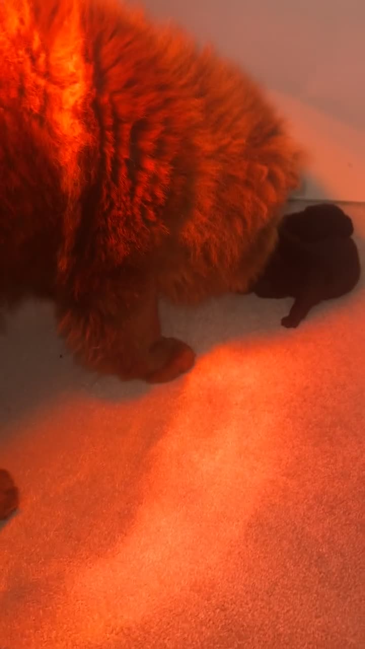 Chow Chow dogs for sale: Beautiful female chow chow's - Video 2