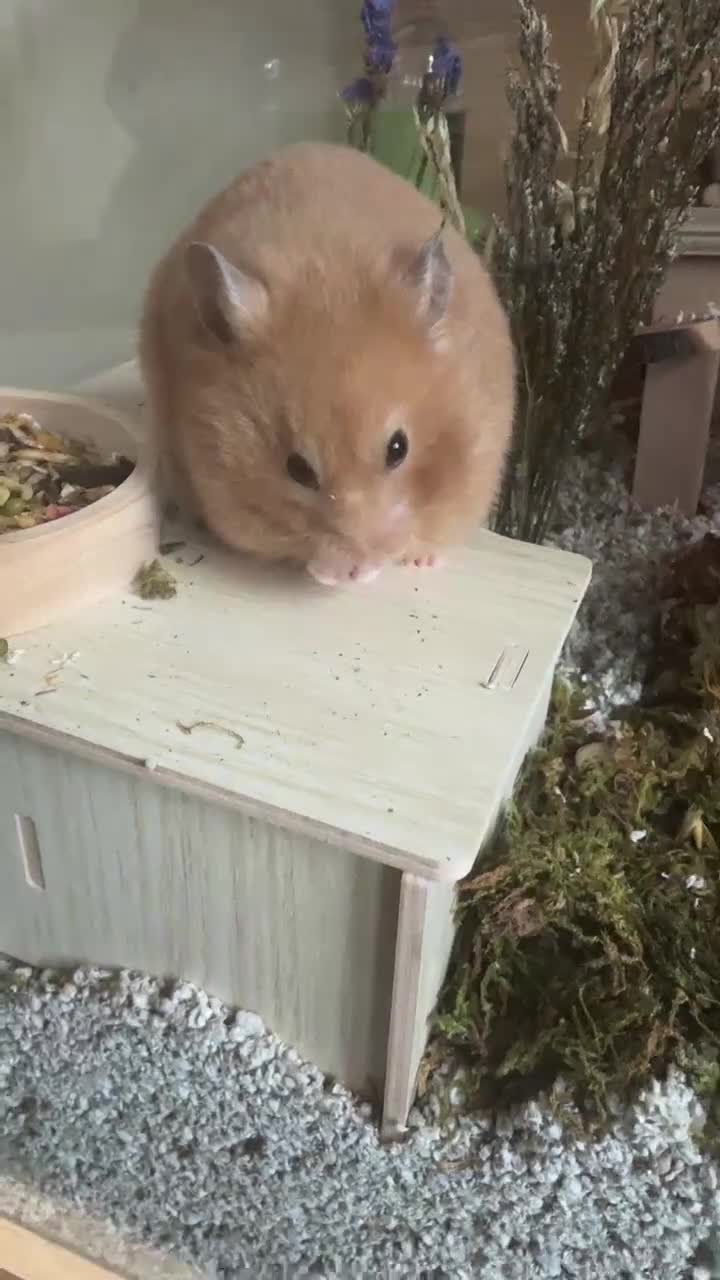 Hamster rodents for sale: Sweet Female Syrian Hamster in London - Video 2
