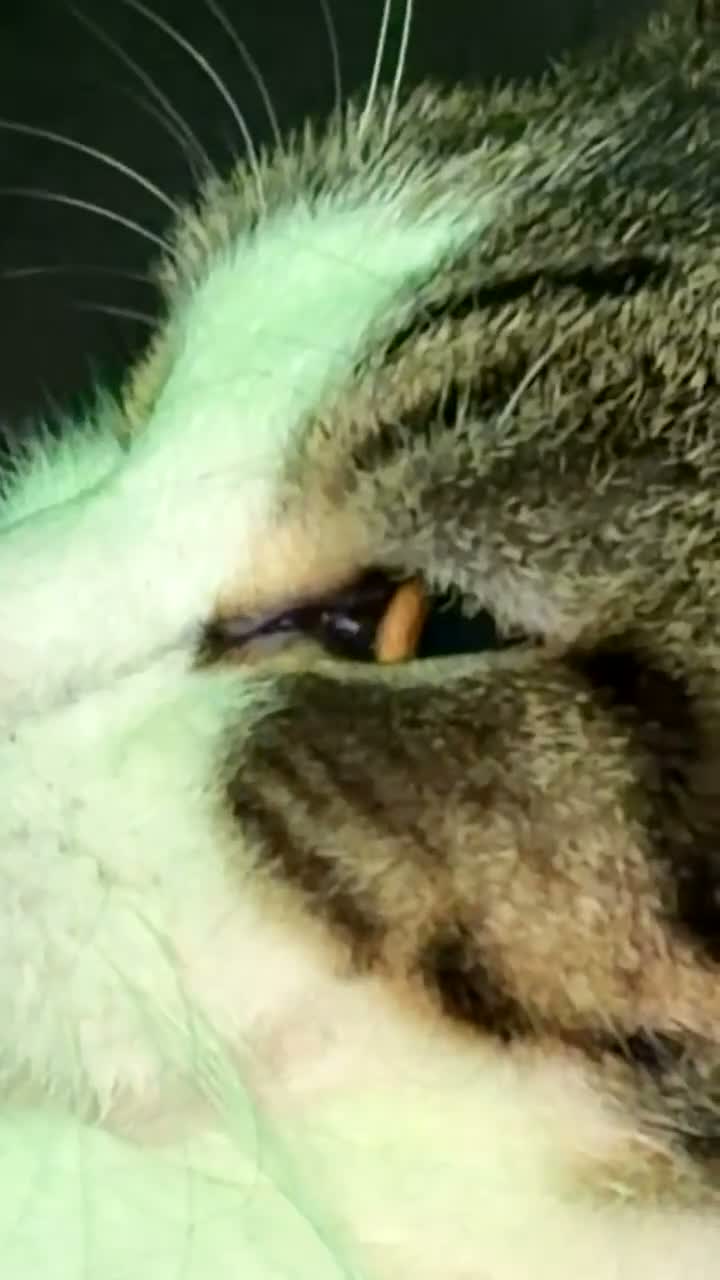 Mixed Breed cats for sale: *Free* 1 year old Vincent  - Video 1