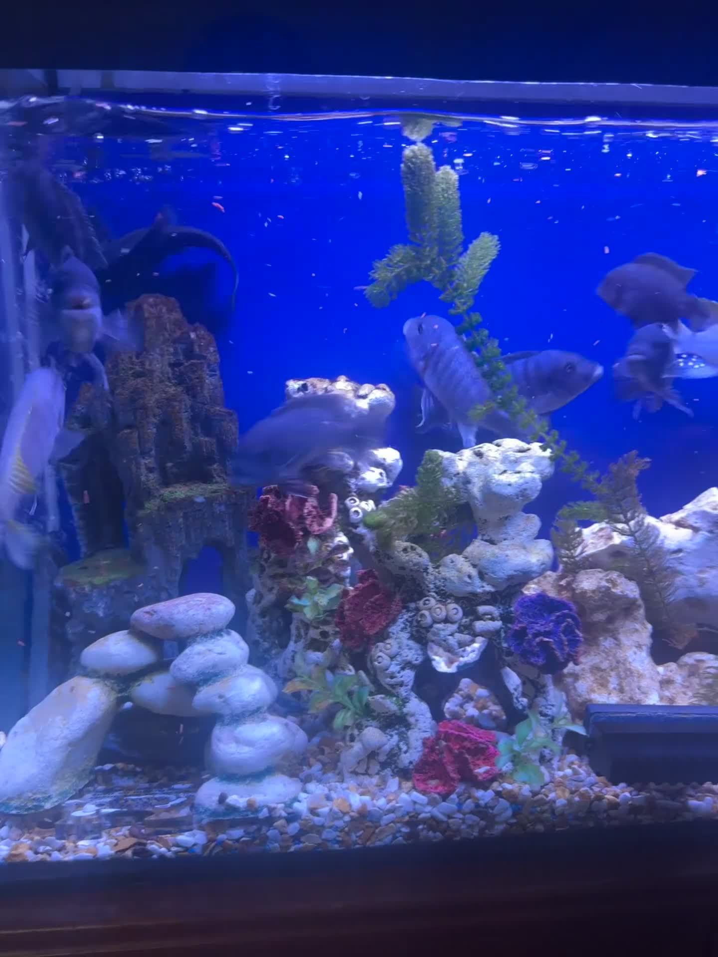 Cichlids fish for sale: 10 Malawi cichlids  - Video 1