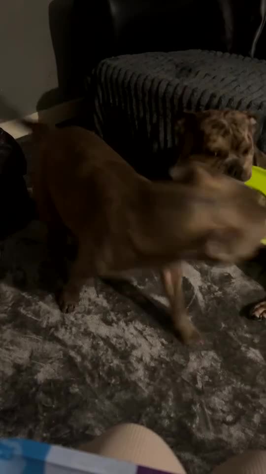Mixed Breed dogs for sale: Sell my loving dog  - Video 1