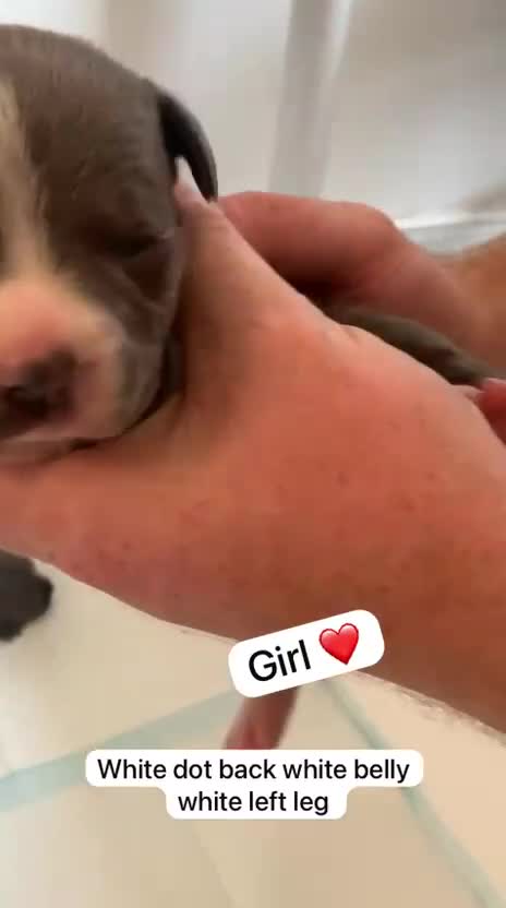 Staffordshire Bull Terrier dogs for sale: KC REG SLOID BLUE STAFFY PUPPY BEARS 💙 - Video 4