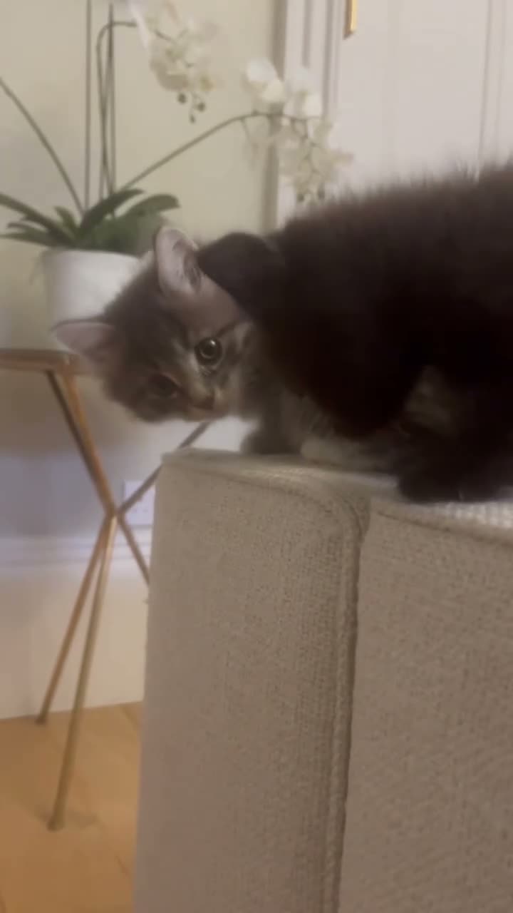 Maine Coon cats for sale: Beautiful fluffy Maine Coon x kittens - Video 1