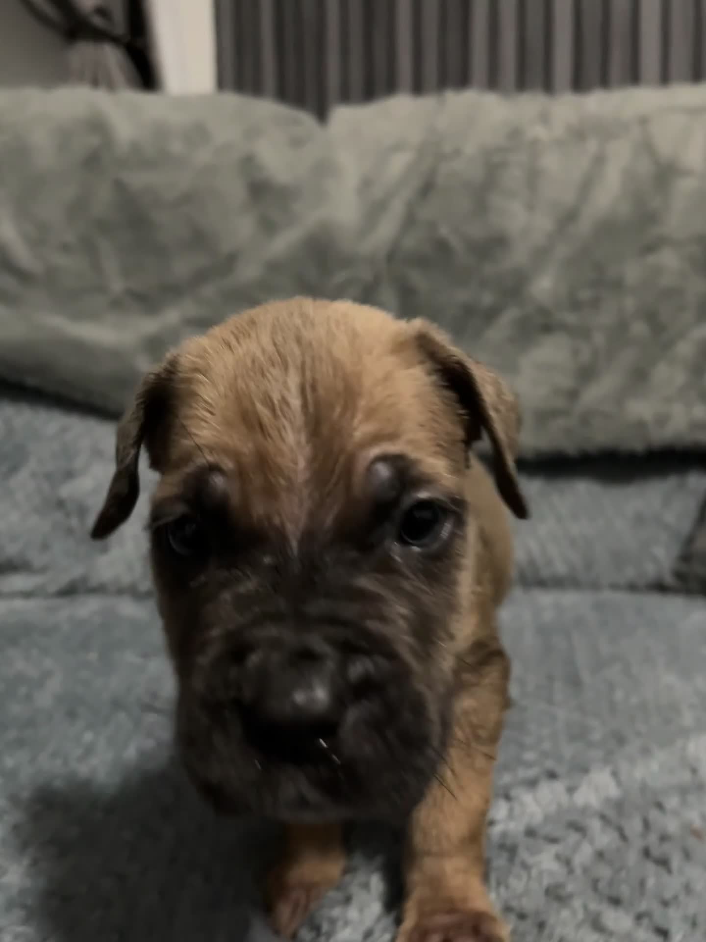 Cane Corso dogs for sale: 10 Adorable Cane Corso Puppies 🐶🐾🐾 - Video 2