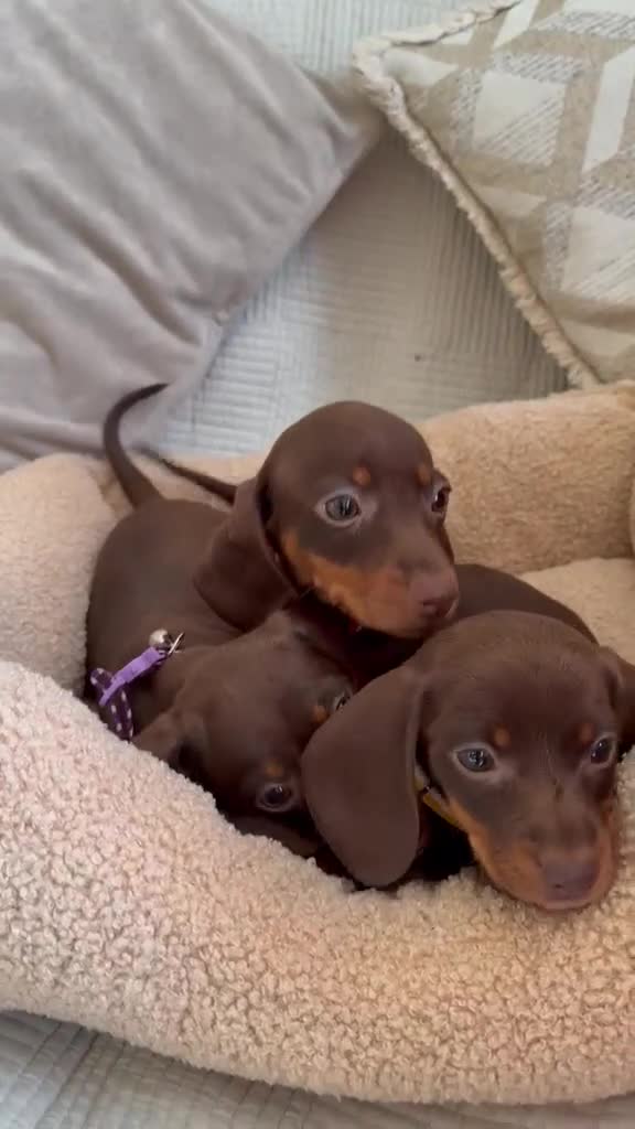 Dachshund dogs for sale: Dachshund  - Video 1