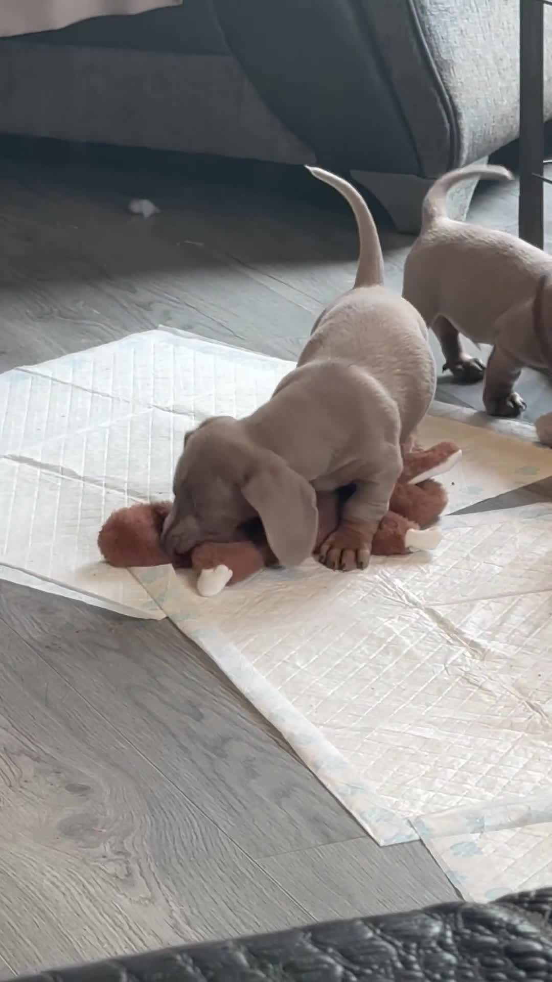 Miniature Dachshund dogs for sale: Ready to leave Mini Dachshund Puppies 🐶🤍  - Video 2