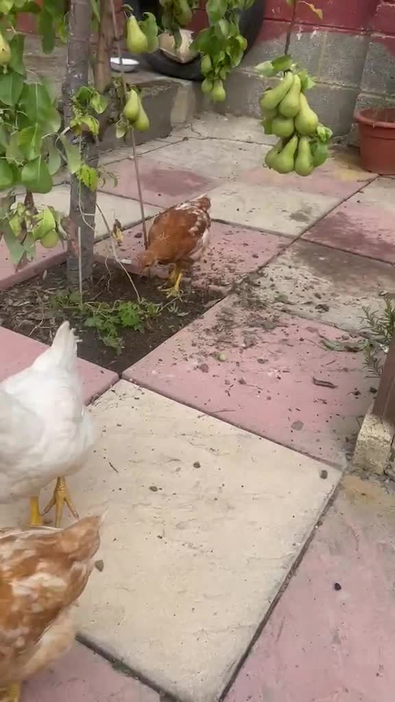 Chickens poultry for sale: 1 male chicken and 3 female  in Slough - Video 3