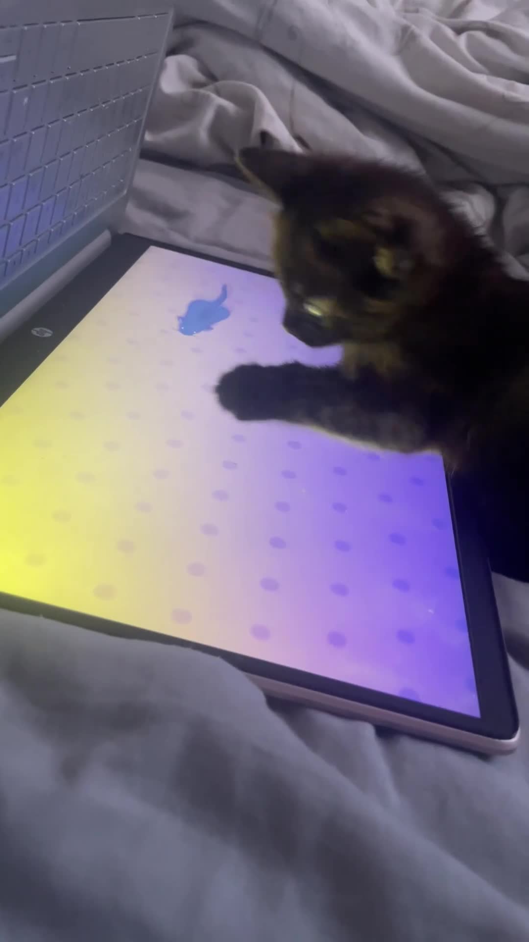 Mixed Breed cats for sale: Kitten for sale - Video 1