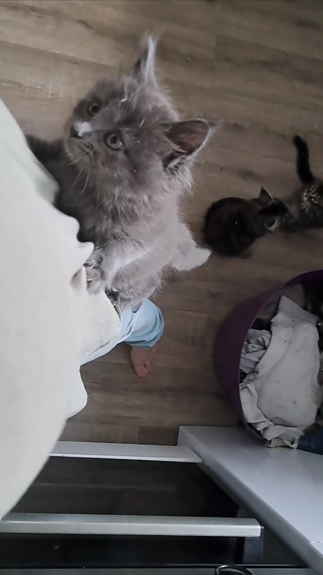 Maine Coon cats for sale: Pedigree mainecoon kittens in Newark - Video 2